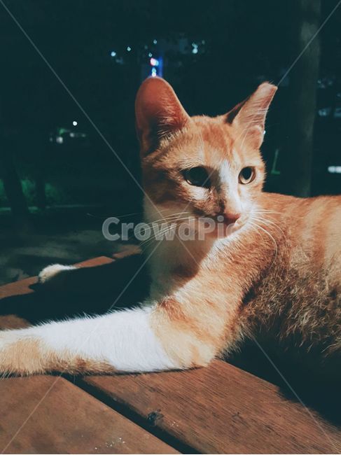 고양이,길고양이,코리안숏헤어,치즈태비,냐옹이,동물,포유류,중성화,휴식,밤,cat,starycat,feralcat,koreanshorthair,cheesetabby,kitty,animal,mammal,rest,night