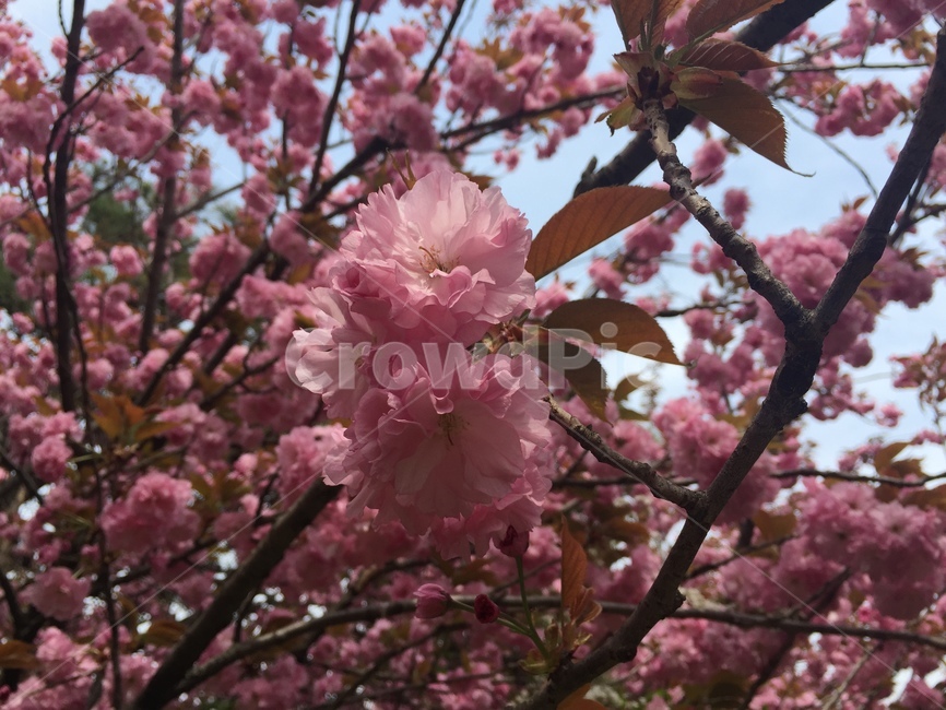 겹벚꽃,전주완산공원,전주완산공원꽃동산,벚꽃,봄,늦봄,꽃,분홍,왕벚꽃,진달래,벚꽃엔딩,벚꽃구경,꽃구경,꽃놀이,피크닉,봄,계절,spring,season,식물,자연,plants,nature,꽃,flower,plant,blossom,cherry blossom