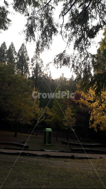 가을,하늘,단풍,아름다움,울긋불긋,가을,계절,fall,autumn,season,tree,나무,plant,식물,fir,전나무