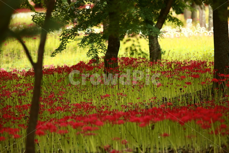 상사화,가을꽃,강한빨강,빨강,항아리,magiclily,식물,자연,plants,nature,꽃,flower