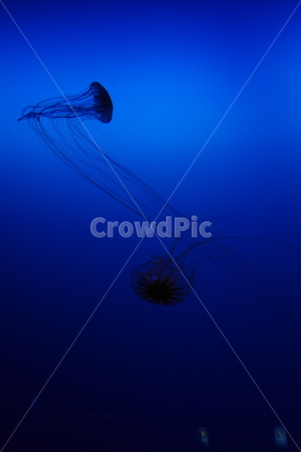jellyfish,sealife,animal,invertebrate,해파리,해양생물,동물,무척추동물,동물,animal