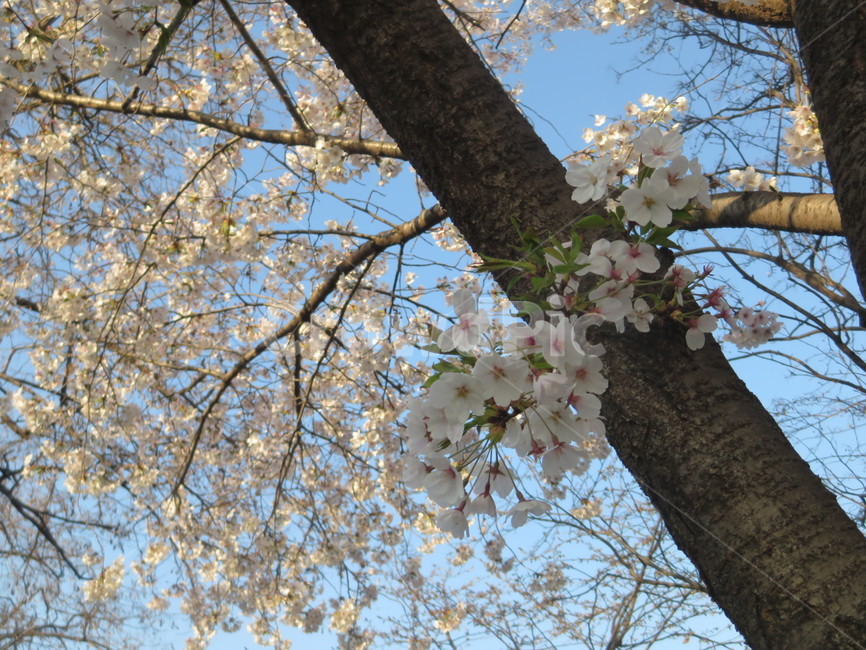 Cherry Blossom,flowering,springseason,spring,spring flowers,sensiblefeeling,plants,sight,season,Emotion,park,sky,blossom,nature,tree,clear,full bloom,flower,warm,blue,background,plant,walk