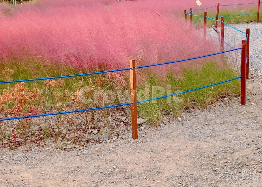 dirtroad,흙길,꽃길,분홍,꽃,낭만적인,길,꽃놀이,색감있는