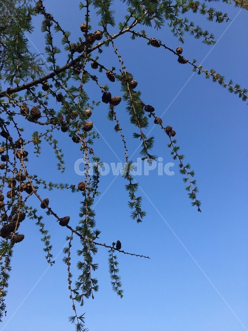 나무,소나무,하늘,파란하늘,솔방울,pinecone,tree,pinetree,자연,nature,bluesky,여름,가을,summer