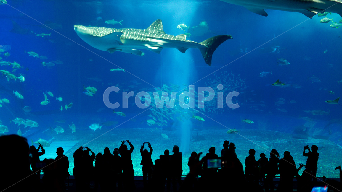 바다상어,아쿠아리움,수족관,사람들,물고기,오키나와,동물,animal,어류,물고기,fish,사람들,대중,군중,other people,crowd,인물실루엣,사람실루엣,character silhouette,human silhouette,water,물,person,사람,human,인간