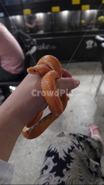 뱀,동물,파충류,빨간뱀,애완뱀,snake,파충류,양서류,reptile,amphibian