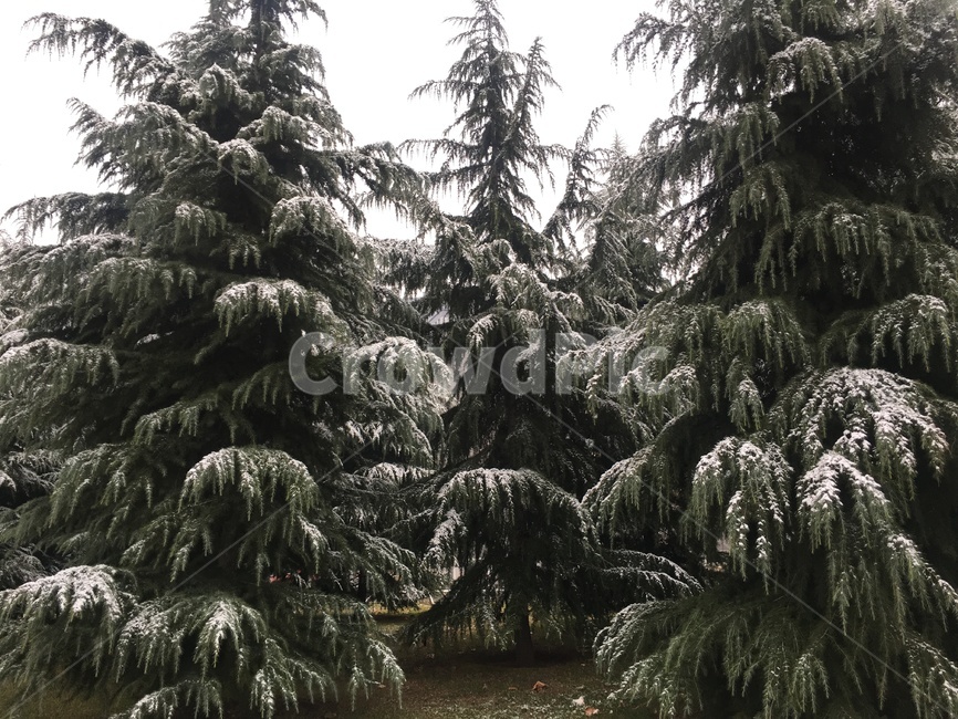겨울,눈,나무,트리,침엽수,겨울풍경,풍경,분위기,크리스마스,자연,tree,plant,식물,conifer,구과 식물,fir,전나무