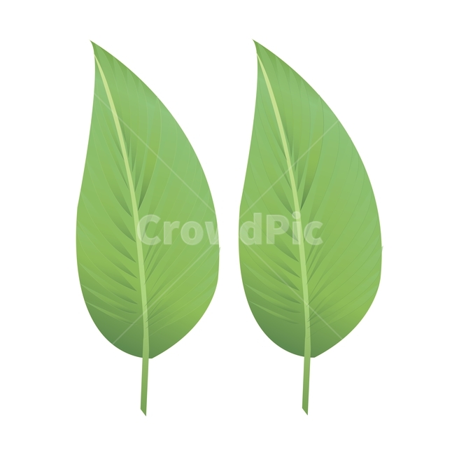 plant,식물,leaf,잎,green,초록,나뭇잎일러스트,나뭇잎,그래픽,일러스트레이션,graphic,illustration
