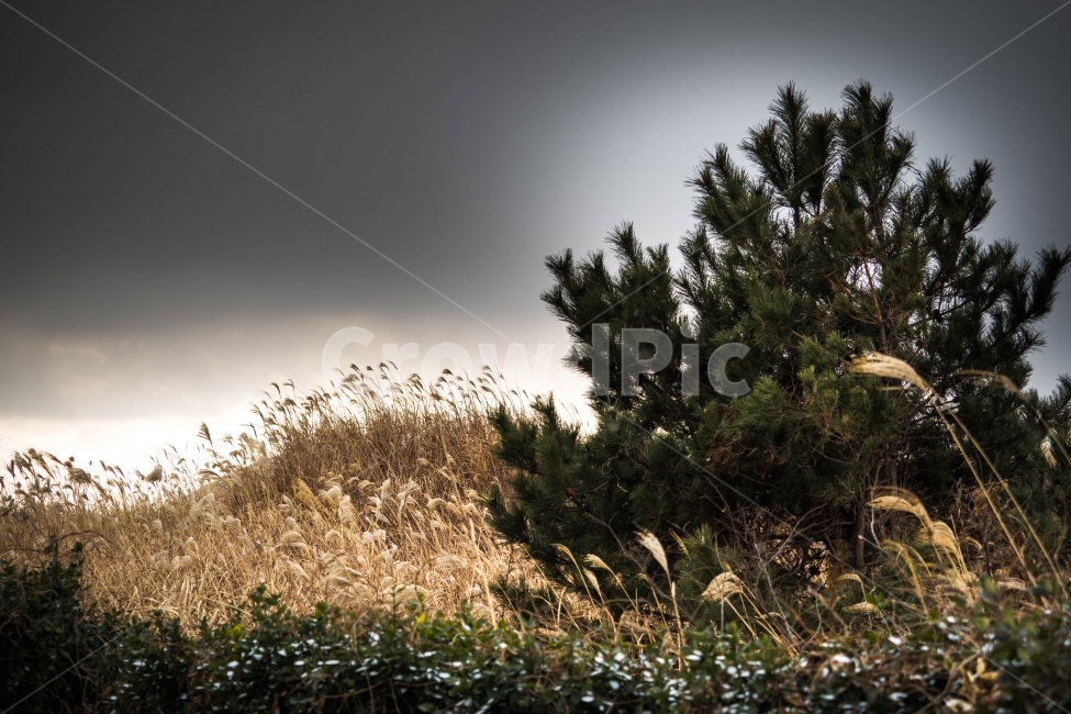 제주도,제주,자연,겨울,풍경,자연,풍경,nature,landscape,grass,잔디,plant,식물,lawn,reed,갈대
