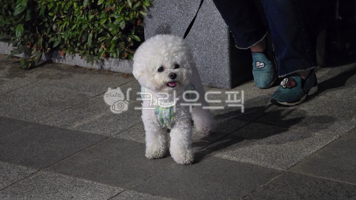 강아지,산책,밤,자연,동물,진돗개,puppy,dog,개,반려견,pet,animal,애견,귀여운,사랑스런,자유,휴식,힐링