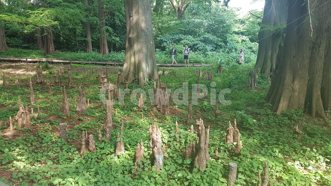 nature,자연,outdoors,옥외,person,사람,human,인간,tree,나무,plant,식물,water,물