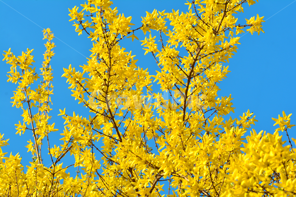 개나리,봄,화사한,노랑,파란하늘,꽃,나무,봄꽃,봄,계절,spring,season