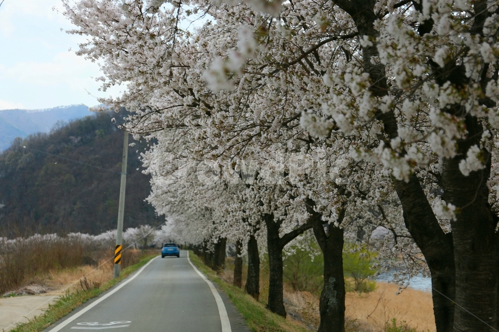 plant,식물,벗꽃,길,road,차,car,봄,계절,spring,season