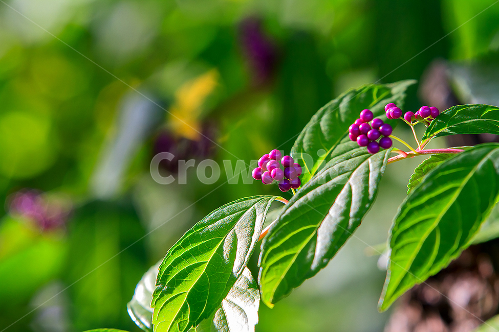 자연,봄,보라색,열매,생태사진,봄,계절,spring,season,식물,자연,plants,nature,과일,열매,fruit,plant