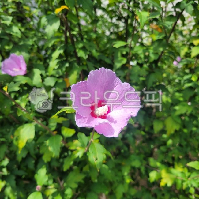 꽃,자연,무궁화,식물,대한민국