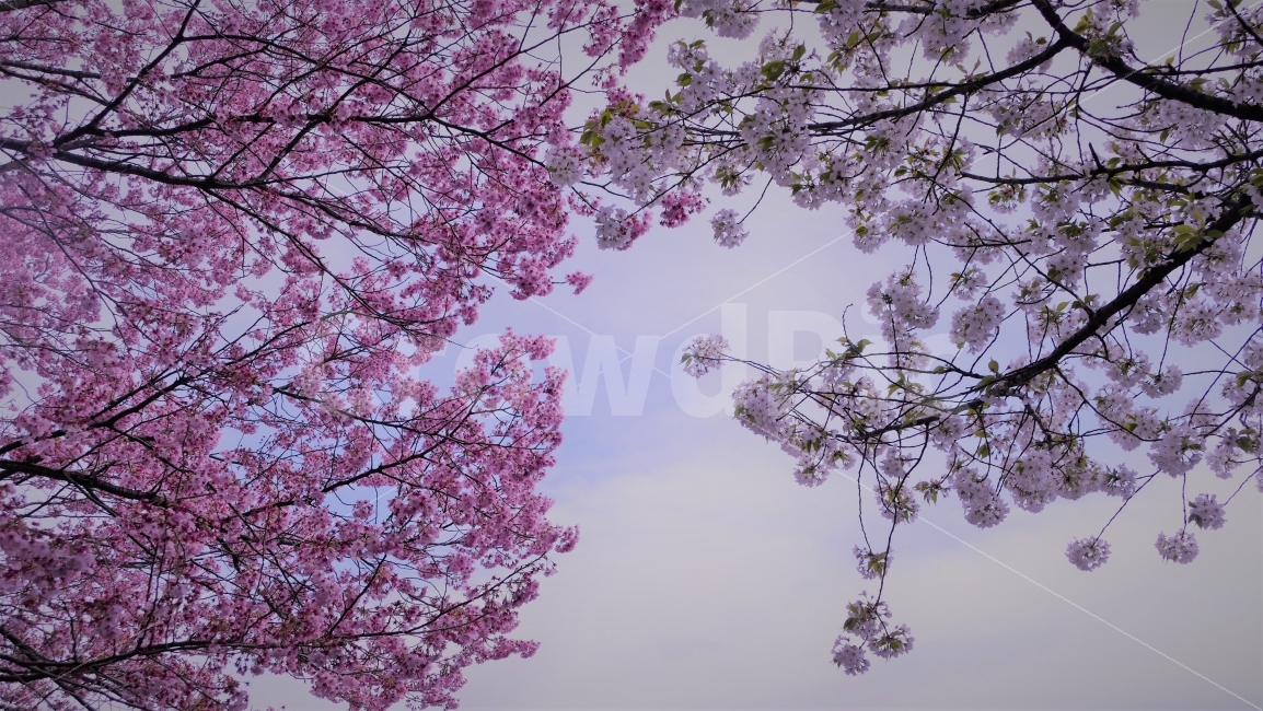 벚꽃,자연풍경,해외여행,도쿄,여행,식물,자연,plants,nature,봄,계절,spring,season,꽃,flower,plant,blossom,cherry blossom