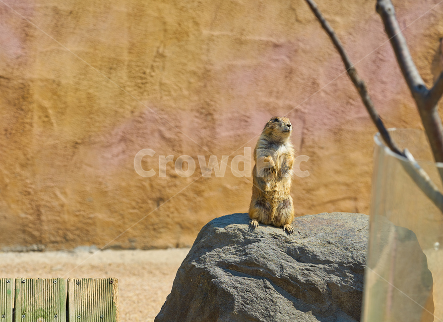 어린이대공원,동물원,동물,프레리독,경계하는,park,animal,zoo,공원,prairiedog,서있는,동물,animal,포유류,mammal