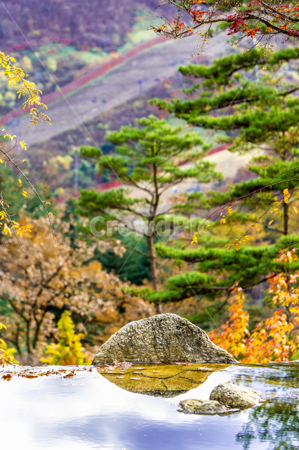 연못,반영,가을,숲,낙엽,단풍,자연,풍경,가을,계절,fall,autumn,season,자연,풍경,nature,landscape,tree,나무,plant,식물