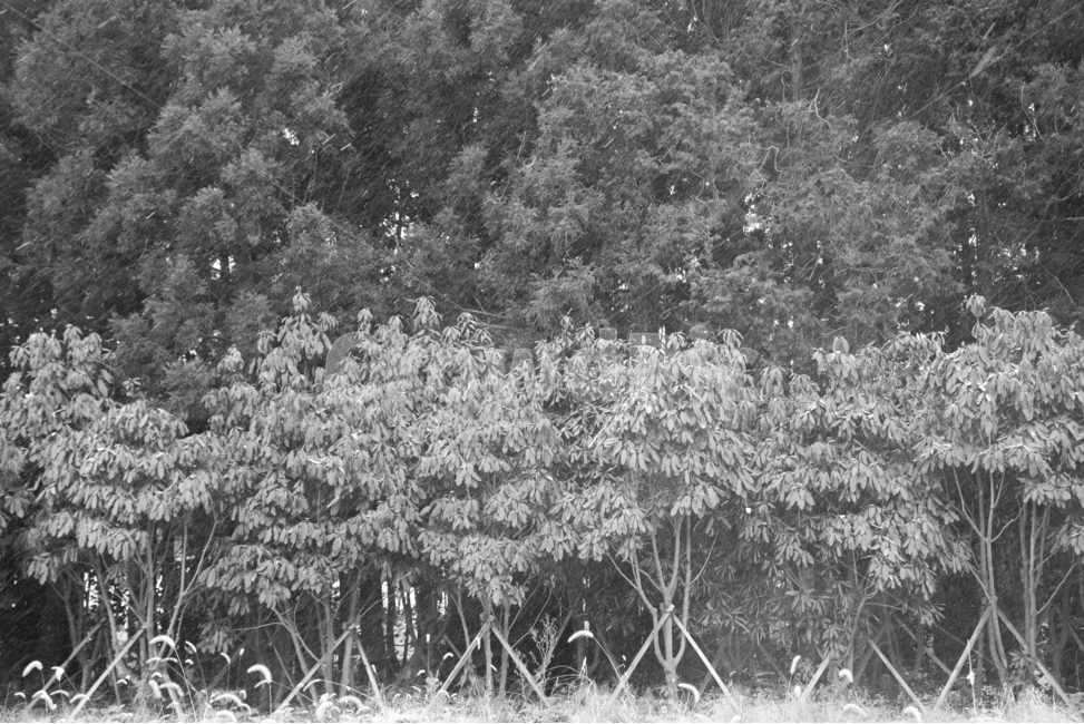 plant,식물,초목,갈대,제주,나무,jeju,grass,lawn,tree