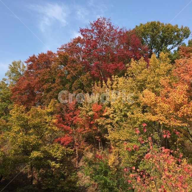 plant,식물,tree,나무,maple,단풍,가을,가을,계절,fall,autumn,season