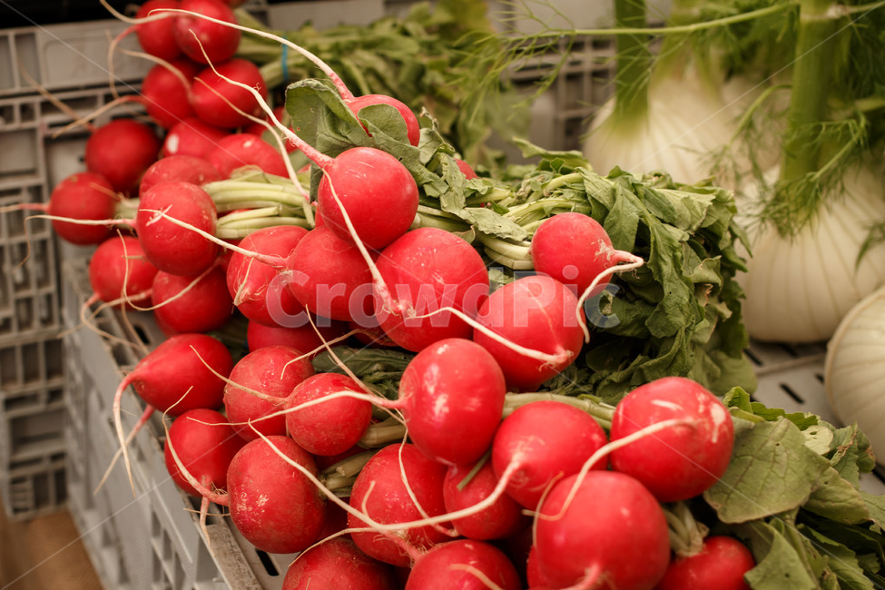 무,야채,농산물,농작물,채소,반찬,시장,vegetable,radish,harvest,eco,친환경,채소,야채,vegetables