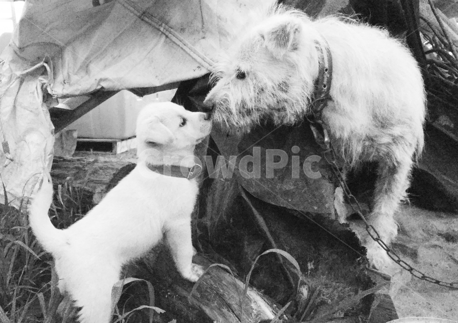 동물,개,강아지,뽀뽀,빛모아농원,동물,animal,포유류,mammal,개,강아지,dog,doggy,감정표현,기분,feeling,emotion,흑백,모노톤,monochrome,black and white