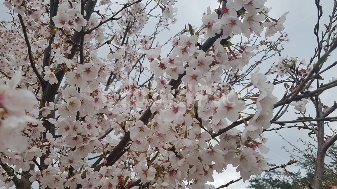 벗꽃,봄,벗나무,나무,꽃,flower,blossom,cherryblossom,plant,식물