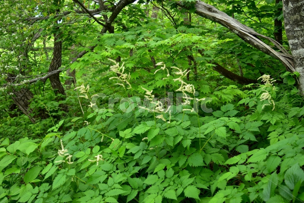 눈개승마,야생화,꽃,생태,식물,자연,들꽃,산꽃,여름,감성,힐링,플라워,계절,식생,시즌,wild,Flower,plants,nature,spring,season,배경,여름꽃,풀,초본,흰색,고산,식물,자연,plants,nature,꽃,flower