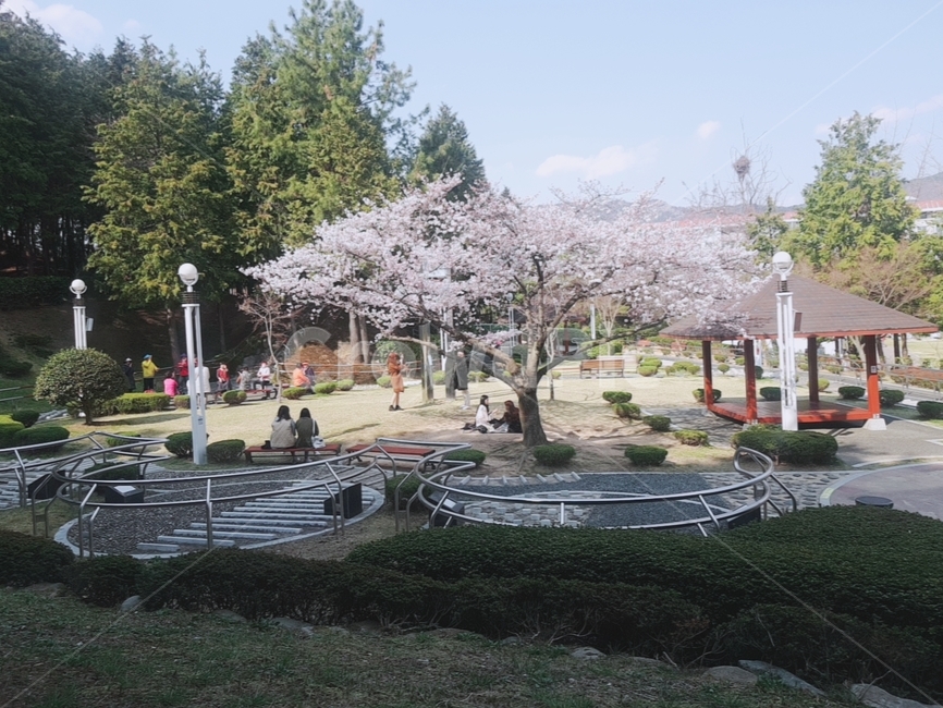 벚꽃,봄,나무,여유로움,힐링,자연,풍경,nature,landscape,사람들,대중,군중,other people,crowd,plant,식물