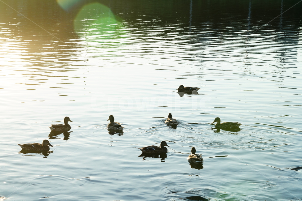 오리,새,생물,동물,duck,bird,생명,outdoors,동물,animal,조류,새,birds