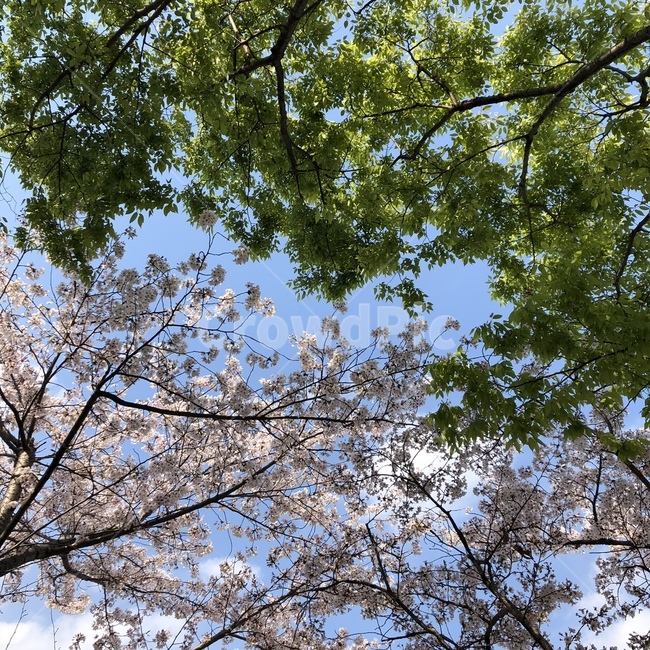 벚꽃,봄,따뜻함,나무,푸른나뭇잎