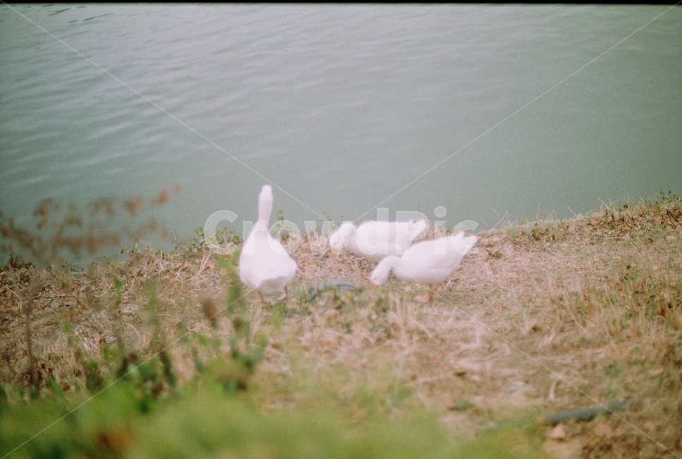 nature,자연,필름,film,필름사진,호수,오리,duck,water,lake,동물,animal