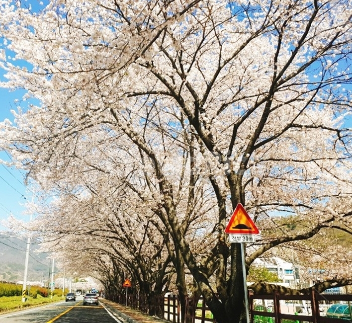 하동벚꽃길,벚꽃,봄꽃,벚꽃길,벚꽃풍경,벚꽃가득,벚꽃놀이,벚꽃도로,벚꽃나무