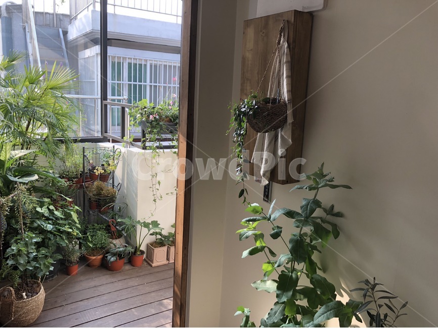 꽃,화분,인테리어,감성,자연,식물,plants,flowers,nature,화초,실내용화초,houseplant,실내디자인,디자인,interior,interiordesign,실내용화초,화분,화초,house plant