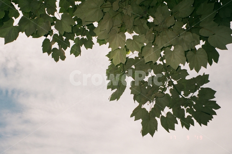 plant,식물,leaf,tree,나무,자연,풍경,하늘,cloud,자연,풍경,nature,landscape,잎