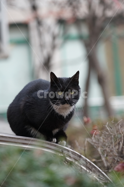 고양이,동물,포유류,길냥이,cat,animal,pet,동물,animal,포유류,mammal,고양이,cat,kitten,kitty