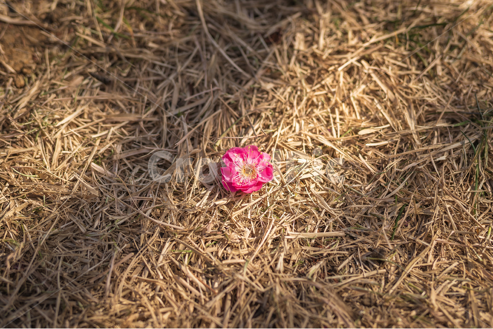 꽃,봄꽃,봄,홍매화,자연,계절,flower,꽃,flower,감성,sensible,feeling