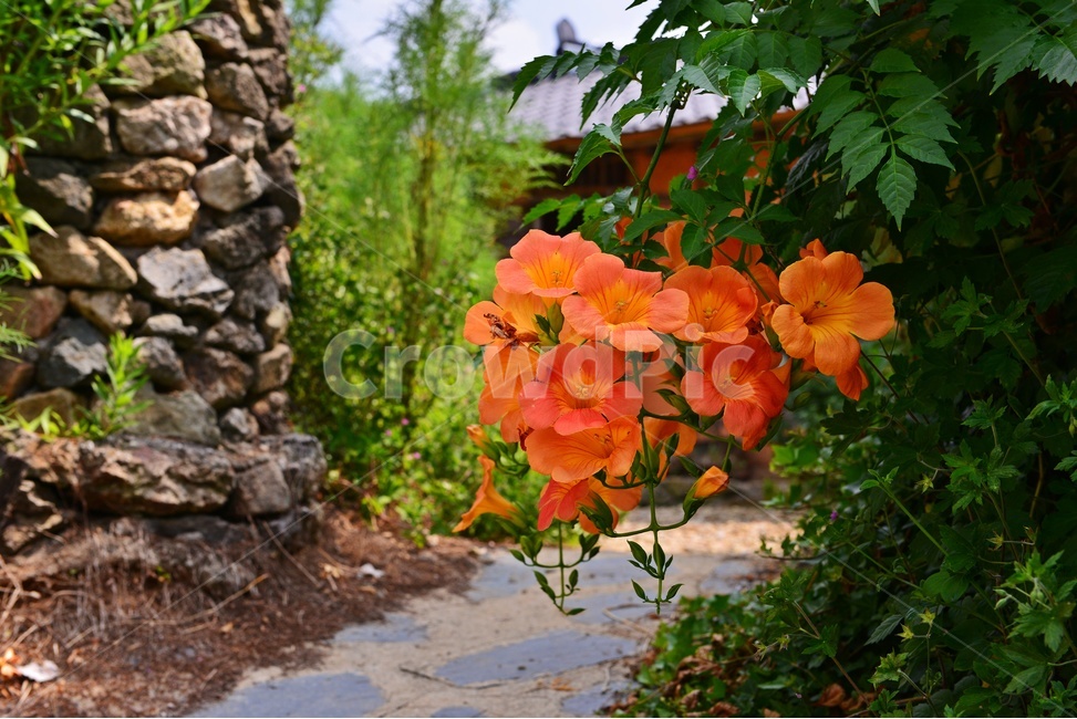 outdoors,옥외,nature,자연,경치,경관,풍경,능소화,능소화꽃,돌담,담장