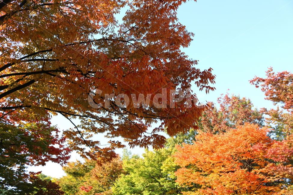 나무,단풍,식물,자연,가을,느티나무,가을,계절,fall,autumn,season,tree,plant,maple