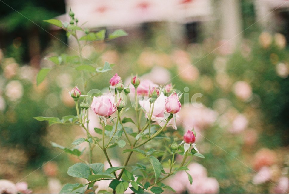 장미,꽃,장미축제,안양,서울공원,감성,감성사진,필름,필름사진,flower,rose,leaf,film