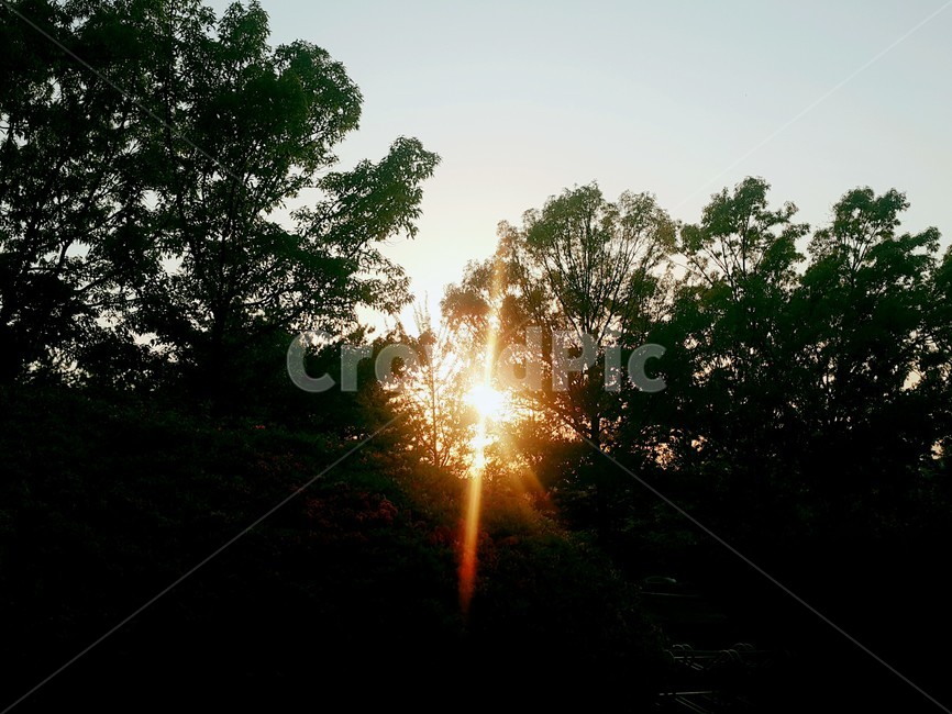 햇빛,나무,하늘,숲,청정,초록,컨셉,콘셉,배경,바탕,plants,trees,nature,선셋,sunset
