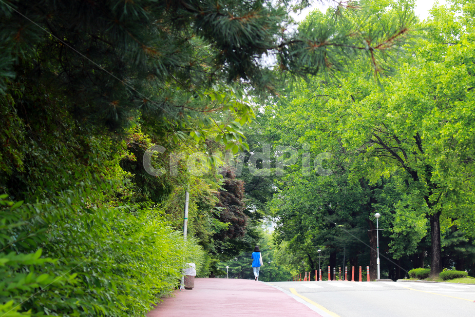 outdoors,옥외,human,인간,person,사람,campus,캠퍼스,숲,나무,green,충남대,충남대학교,도로,인도,산책,풍경,전경
