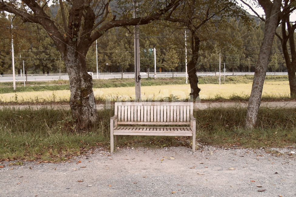 식물,plant,나무,furniture,가구,bench,벤치,tree