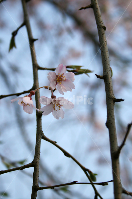 벚꽃,봄,봄날,감성,spring,flower,풍경,식물,꽃,분홍색,봄,계절,spring,season,식물,자연,plants,nature,꽃,flower,plant,blossom