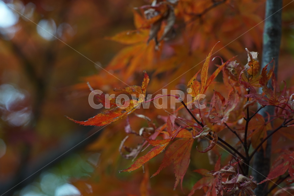 나무,잎,tree,식물,plant,단풍,maple,가을,계절,fall,autumn,season,leaf