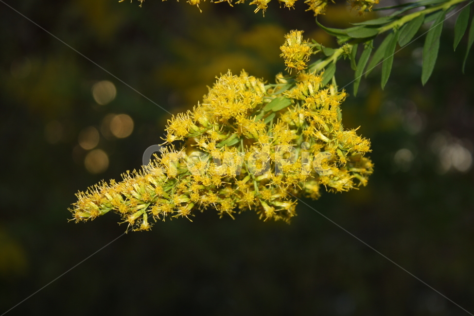 노랑,아웃포커싱,저녁,꽃,나무,식물,자연,plants,nature,꽃,flower