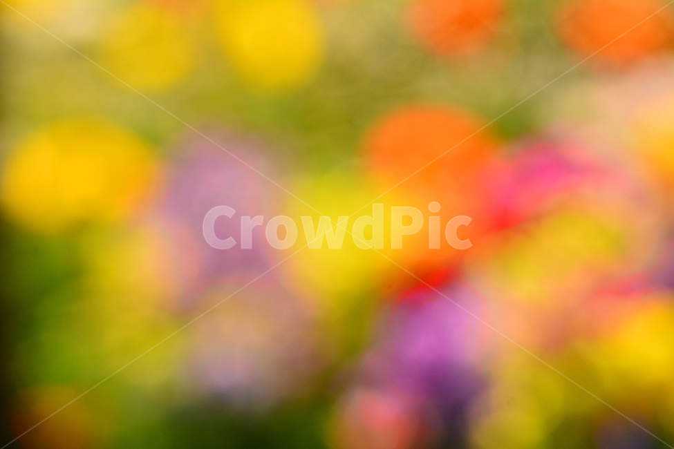 봄,봄이미지,꽃,봄꽃,배경,바탕화면,백그라운드,아웃포커스,배경화면,색감,칼라풀,colorful,flowers,background,몽환적,dreamy,꿈,아름다운,뷰티풀,카다로그,광고,디자인소스,그래픽소스,beautifulcolor,채도,색상,pink,분홍색,파스텔톤,노랑,보라,퍼플,purple,violet,yellow,red,빨강,녹색,그린,감성,필,느낌,feeling,emotion,sensibility,봄,계절,spring,season,감성,sensible,feeling