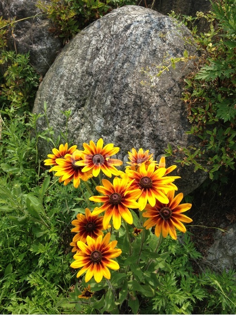 식물,꽃,루드베키아,자연,flower,식물,자연,plants,nature,꽃,flower