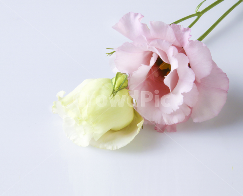 꽃,flower,꽃부케,flowerbouquet,blossom,식물,리시안셔스,lisianthus,plant,pink,pinkflower,봄꽃