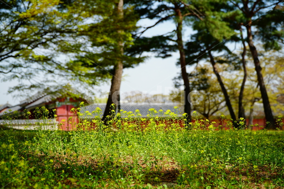 창경궁,벚꽃,벚꽃나무,하늘,봄,서울,한국,대한민국,korea,spring,changgyeonggungpalace,palace,changgyeonggung,seoul,cherryblossom,tree,자연,nature,식물,plants,한국적인,한국자연,한국풍경,경치,landscpae,4월,april,봄꽃,구름,sky,cloud,왕궁,궁전,궁궐,식물,자연,plants,nature,꽃,flower